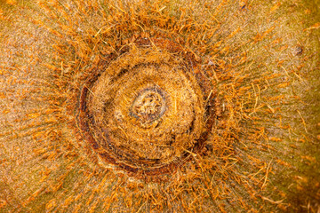 Extreme closeup top view of remnant of stalk on the peel of fresh ripe hairy kiwi fruit, horizontal format.