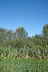 Nature Reserve by name Bergische Heideterrasse with mare tail plant (Hippus vulgaris) in bog,Germany
