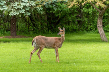 White-tailed Deer On Urban Grass In Spring