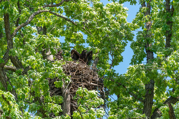 Bald Eagle Fledglings In The Nest In Spring