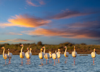 Flamingo in Parc Naturel regional de Camargue, Provence, France - obrazy, fototapety, plakaty