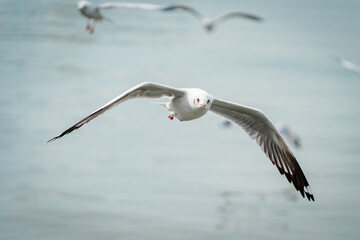 seagull flying in the sky
