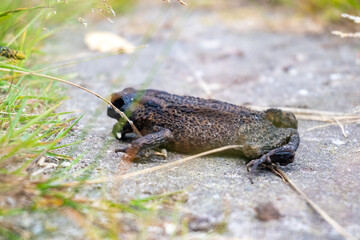 Dead frog in the forest