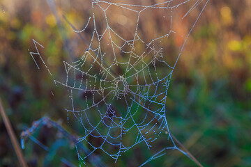 cobweb in the dew close-up in  autumn forest.