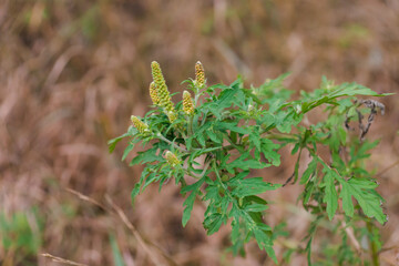 Ambrosia artemisiifolia dangerous allergenic plant which causing strong allergy summer and autumn. Ragweed blooming bushes. Dangerous weed flower hay fever. Flowering plant on field selective focus