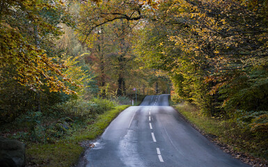 Hilly road with 50km speed limit in beautiful autumn forest with tall trees on each side