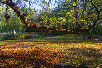 chestnut tree