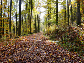 Wanderweg im Thüringer Wald bei Eisenach