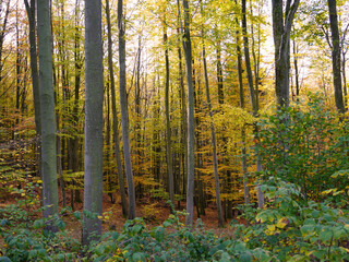 Blick in den herbstlich gefärbten Wald im Oktober