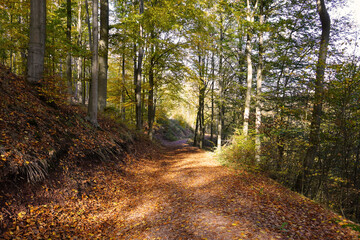 Wanderweg durch den Thüringer Wald im Herbst