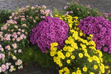 Les chrysanthèmes multicolores