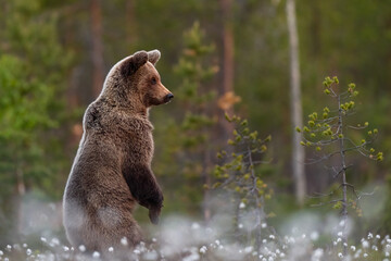 Brown bear cub standing in the blossoming bog landscape - 543883122