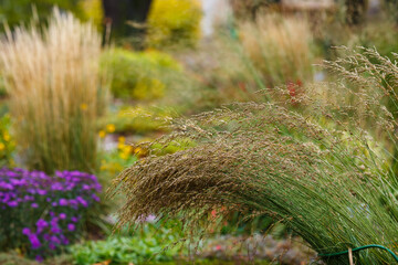 Decorative grasses and cereals in landscape design. Molinia arundinacea and Reed grass in autumn garden