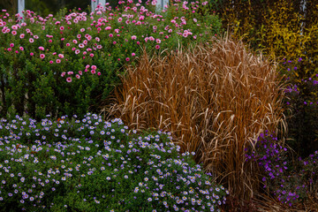 Fototapeta premium Flowers and decorative grass in autumn garden