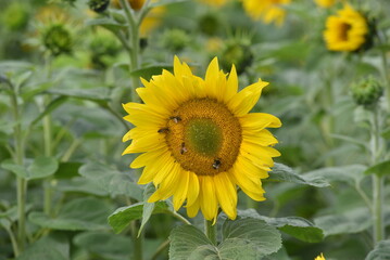 Sunflower