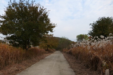 길거리, 경관, 네이처, sky, 나무, 경로, 국가, 여름, 농촌, 나무, 나무, green, 목초, 들판, 시골, 구름, 때, 구름, 여행, 레인, 고개, 길, 봄, 아스팔트, 산책로