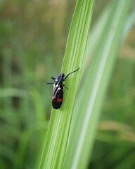 small spittlebug on green leaf