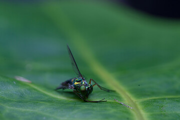 Condylostylus sp aka green long legs flies versus little white worm