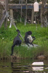 Obraz na płótnie Canvas black tailed macaque