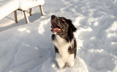 Funny border collie in the snow looking up