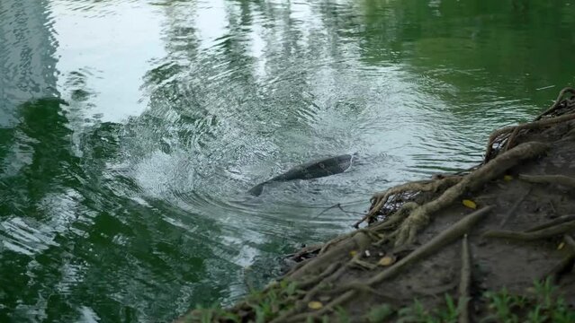 The monitor lizard swims slowly along the shore of the lake. 