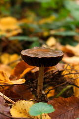mushroom in the forest