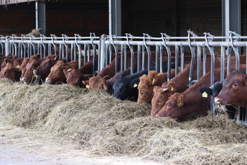 angus cows feeding on hey on a organic farm in germany