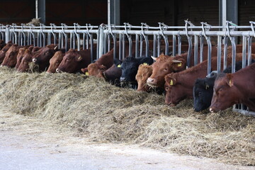 angus cows feeding on hey on a organic farm in germany