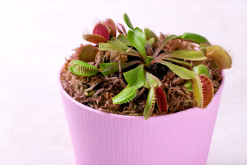 Venus flytrap, carnivorous plant, in pink pot with sphagnum moss. Growing exotic houseplants