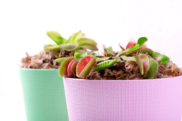 Venus flytrap and butterwort, carnivorous plants, in pots with sphagnum moss. Growing exotic houseplants - obrazy, fototapety, plakaty