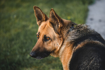 German shepherd outdoors. Big dog. Majestic.