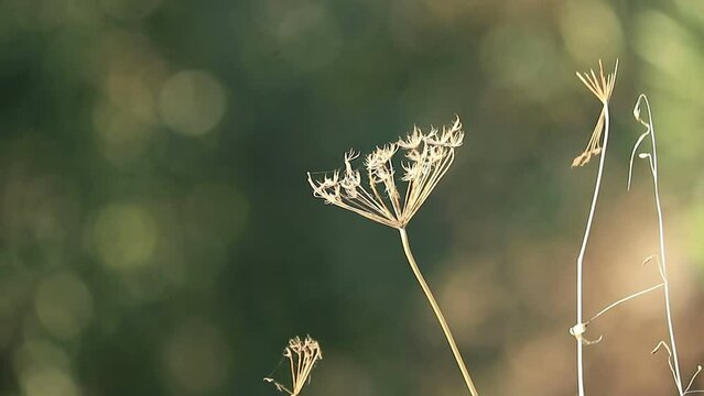 beautiful nature