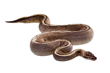 ball python snake on isolated white background