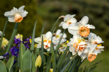 spring flowers in the garden - narcissus, tulips, hyacinth flowers