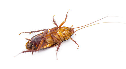 Australian cockroach - Periplaneta australasiae Fabricius - isolated on white background.   Alive on back