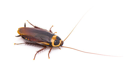 Australian cockroach - Periplaneta australasiae Fabricius - isolated on white background.   Top...