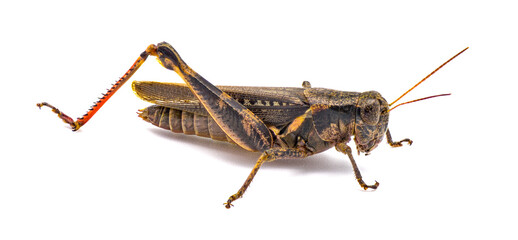 Keelers Spur throat Grasshopper - Melanoplus keeleri - Isolated on white background