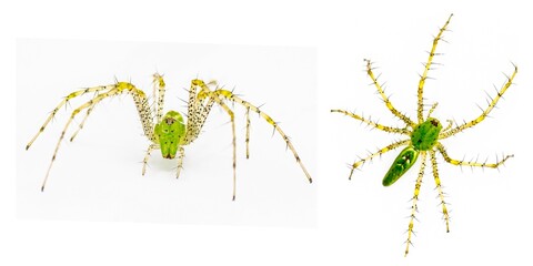 Green lynx spider - Peucetia viridans - top dorsal and front view showing  spiny yellow legs, eyes...