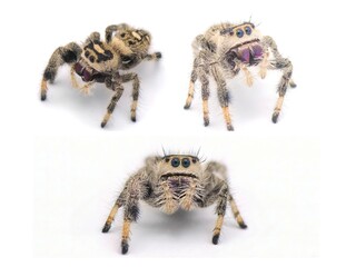 Regal jumping spider - Phidippus regius - large female.  isolated on white background close up view.