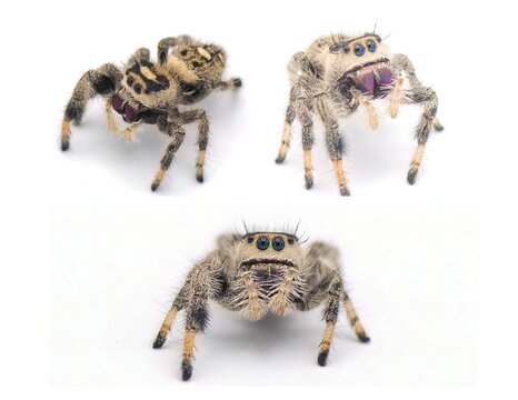 Regal jumping spider - Phidippus regius - large female.  isolated on white background close up view.