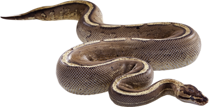 ball python snake on isolated white background