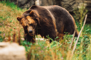 Fototapeta premium brown bear in the woods