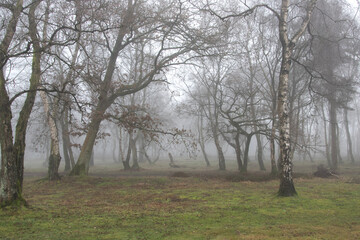 Birch forest in mist