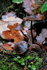 Close up of fungi growing in woodland on a rainy day in autumn