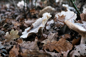 Fototapeta premium Close up of fungi growing in woodland on a rainy day in autumn