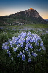 Fototapeta premium Lupine and Mt. Crested Butte