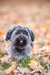 Portrait of an young havanese dog, gray cute small dog close up