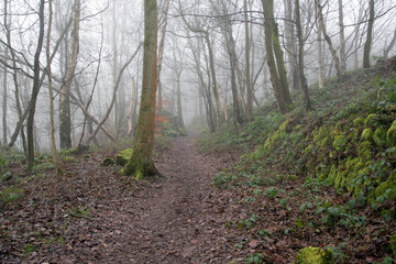 Autumn Forest in the mist