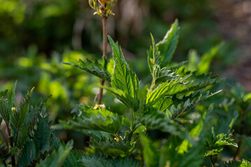 Urtica growing in the nature. Green wild herbs.
