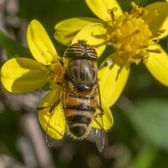 Insecte syrphe aux yeux rayés posé sur des fleurs jaunes